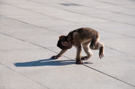 Backlit baby monkey casting long shadow sitting on wooden planking.