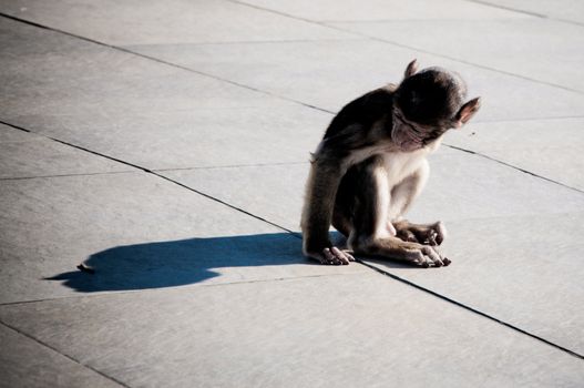 Backlit baby monkey casting long shadow sitting on wooden planking.