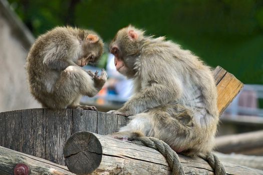 Adult and baby monkey in zoo enclosure, Russia.