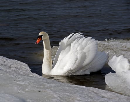 The swan floats on water