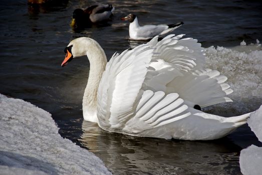 The swan floats at seacoast
