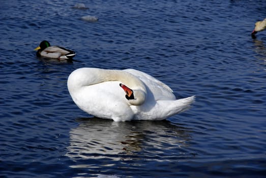 The white swan has closed eyes and sleeps