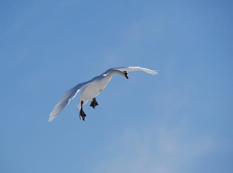 The white swan flies in the  blue sky