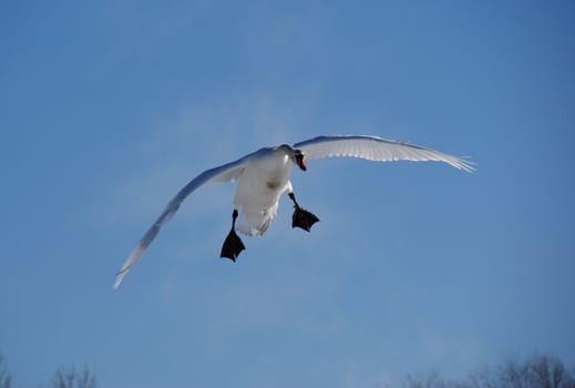 The white swan flies in the  blue sky