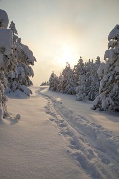 Idilic winter scene wirh snow and footprints, Divcibare, Serbia