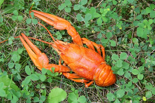 Summer lanscape with red boiled crawfish on green grass