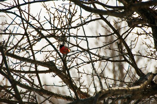 A red  bird surrounded by curving branches