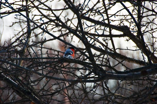 A red  bird surrounded by curving branches