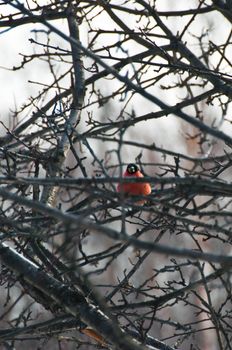 A red  bird surrounded by curving branches