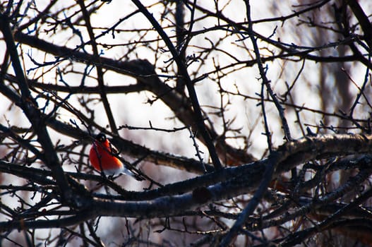 A red  bird surrounded by curving branches