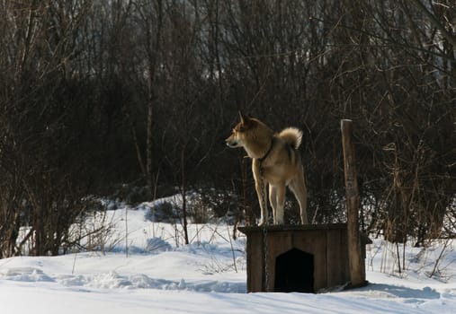 Dog on a box on open air