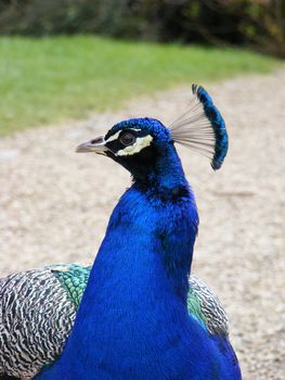 Close-up photo of a Peacocks head