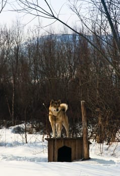 Dog on a box on open air