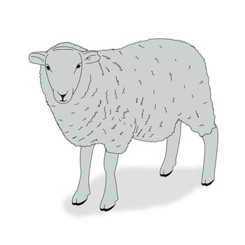 Illustration of a sheep on a white background