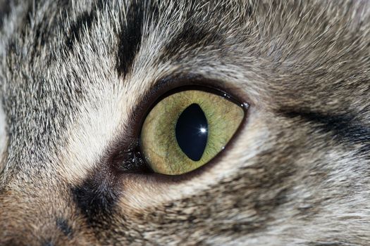 close up view of the green cat eye
