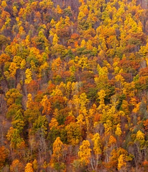 Autumn trees and colorful leaves on a hillside in the fall