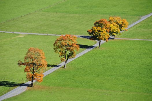 Four trees with leaves turning brown in a regularly-patterned landscape in Switzerland