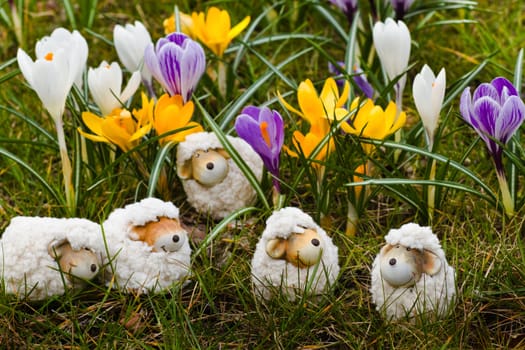 Easter- or spring decoration - funny little sheep in grass with springcrocus