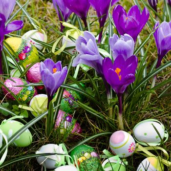 Colorful image with easter eggs in grass between spring crocus - square image