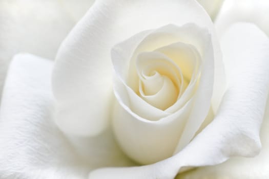 Beautiful rose with soft white petals in close view