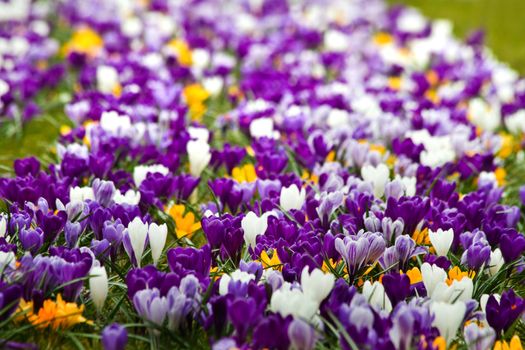 Flowerbed with colorful spring crocus - shallow dept of field