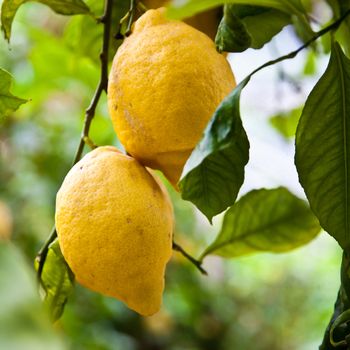 Lemon on the tree in Costiera Amalfitana, tipical Italian location for this fruit