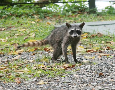 young raccoon posing in the middle of the jungle