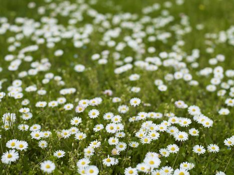 Spring Background - Daisies in the Grass