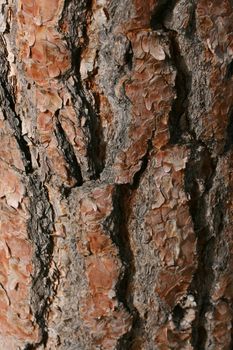 Rich color bark of a pine tree