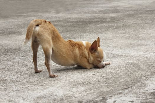 Crouching chihuahua on concrete for sunbathe, chihuahua like sunbathe everyday