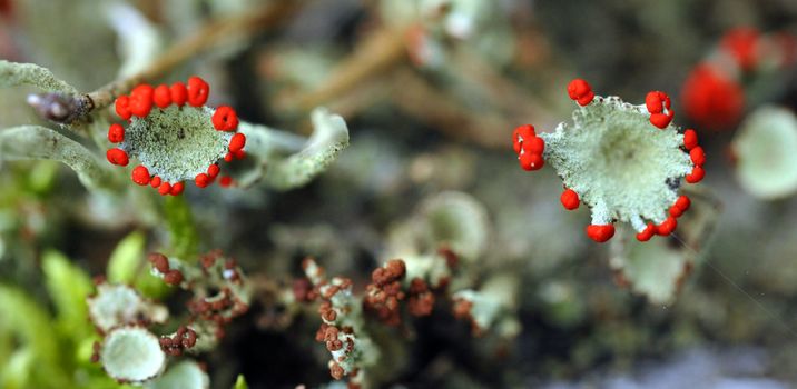 Cladonia rangiferina, also known as Reindeer lichen.Cladonia rangiferina, also known as Reindeer lichen . Other common names include Reindeer moss and Caribou moss. As the common names suggest, Reindeer lichen is an important food for reindeer (caribou), and has economic importance as a result. Synonyms include Cladina rangiferina and Lichen rangiferinus.   