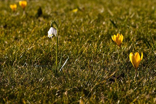 A single Dorthea lily (snowdrop) and crocuses in grass