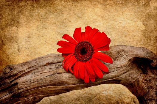 Crooked driftwood with red flower in grunge.