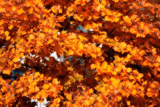 Beautiful colorful autumn leaves on the tree