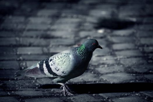 Lonely pigeon on the sidewalk searching for food