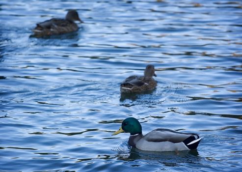 Three ducks swimming in a lake and looking for food 