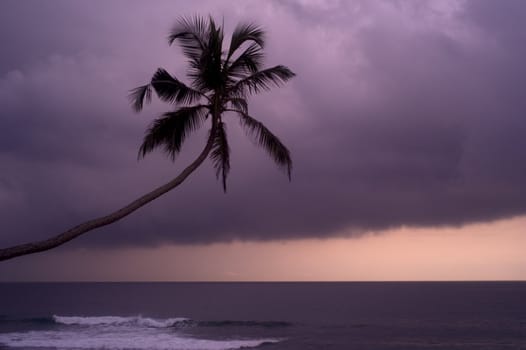 Palm in front of rainy clouds at sunset. Sri Lanka