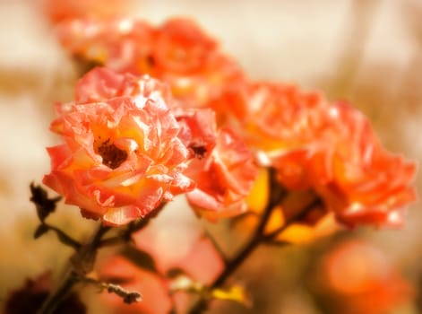 Beautiful dreamy roses in the garden