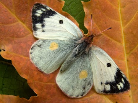 Osennya butterfly on a yellow sheet
