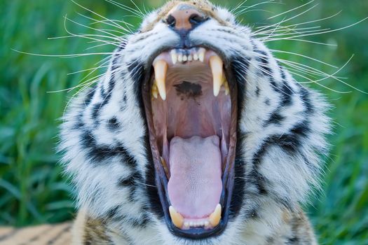 Siberian tiger yawning showing its tongue and teeth