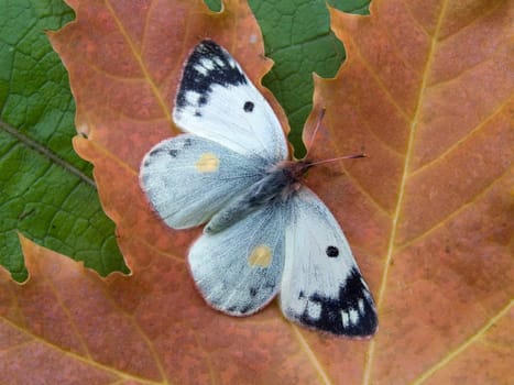 butterfly on a yellow sheet