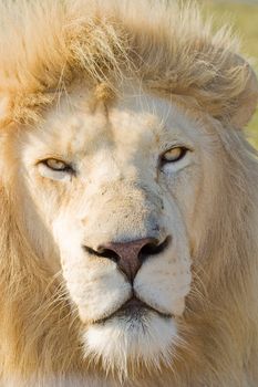 Close up headshot of a Male White Lion