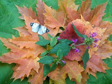 Butterfly on yellow autumn leaves and flowers