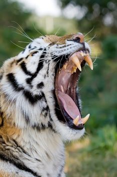 Siberian tiger yawning showing its tongue and teeth