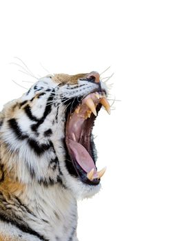 Bengal tiger growling isolated on white background