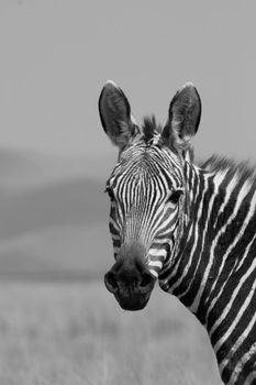 Potrait of a rare and endangered Mountain Zebra