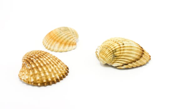 Three sea shells isolated on white