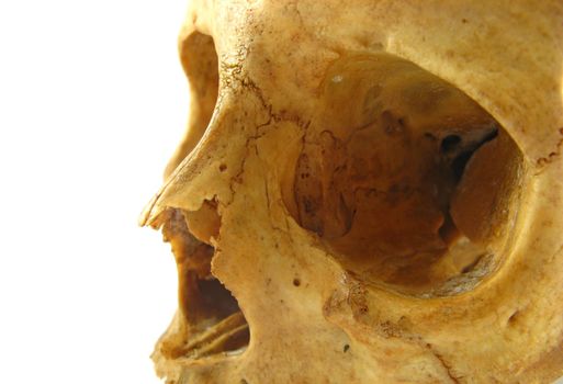 image of a skull on a white background