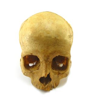 image of a skull on a white background