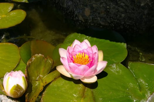 Nymphaeaceae is the botanical name of a family of flowering plants. The family is also called the water lily family.
